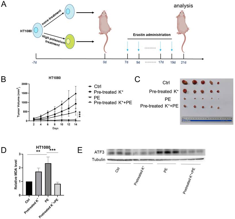 J Cancer Image