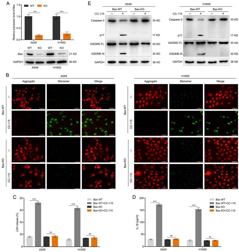 J Cancer Image