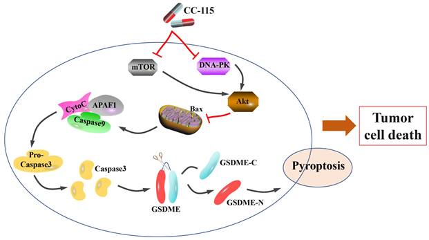 J Cancer Image