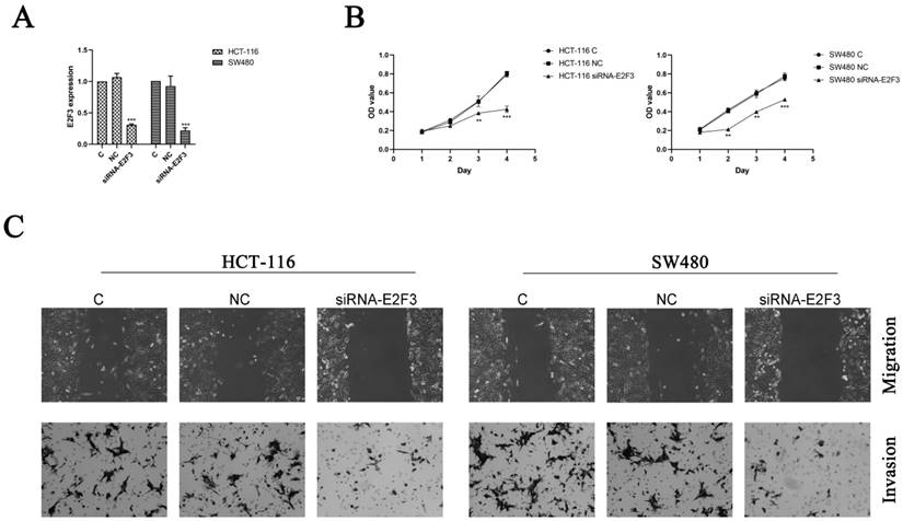 J Cancer Image