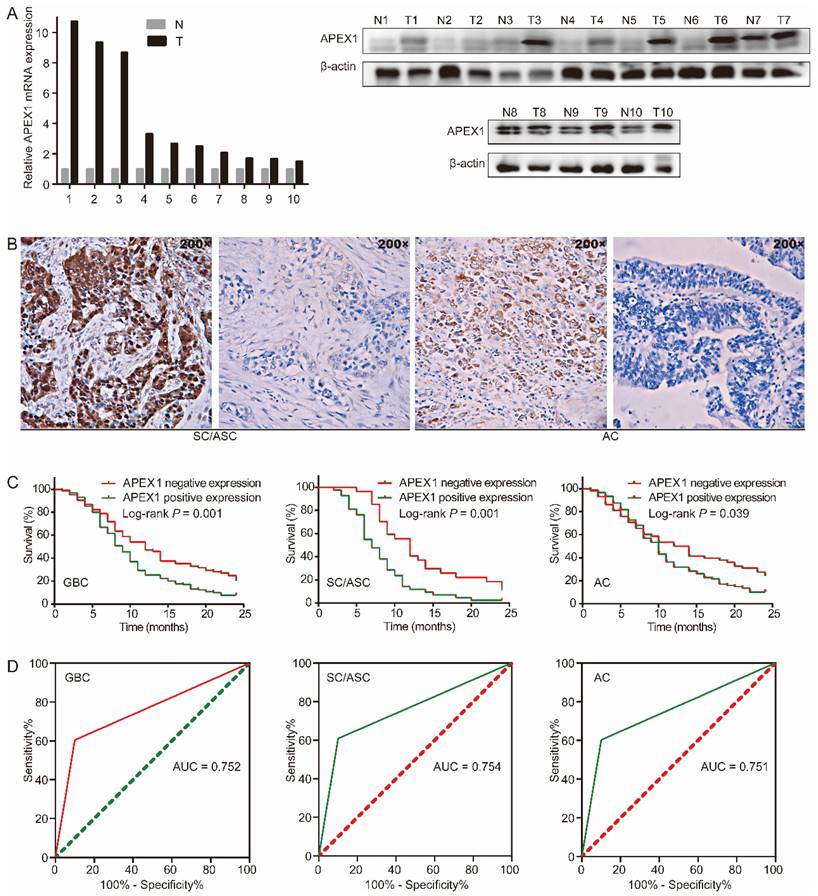 J Cancer Image