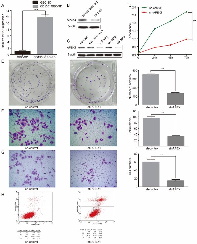 J Cancer Image