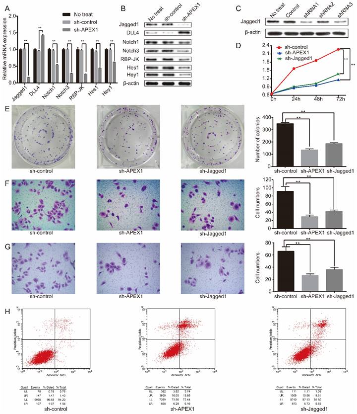 J Cancer Image