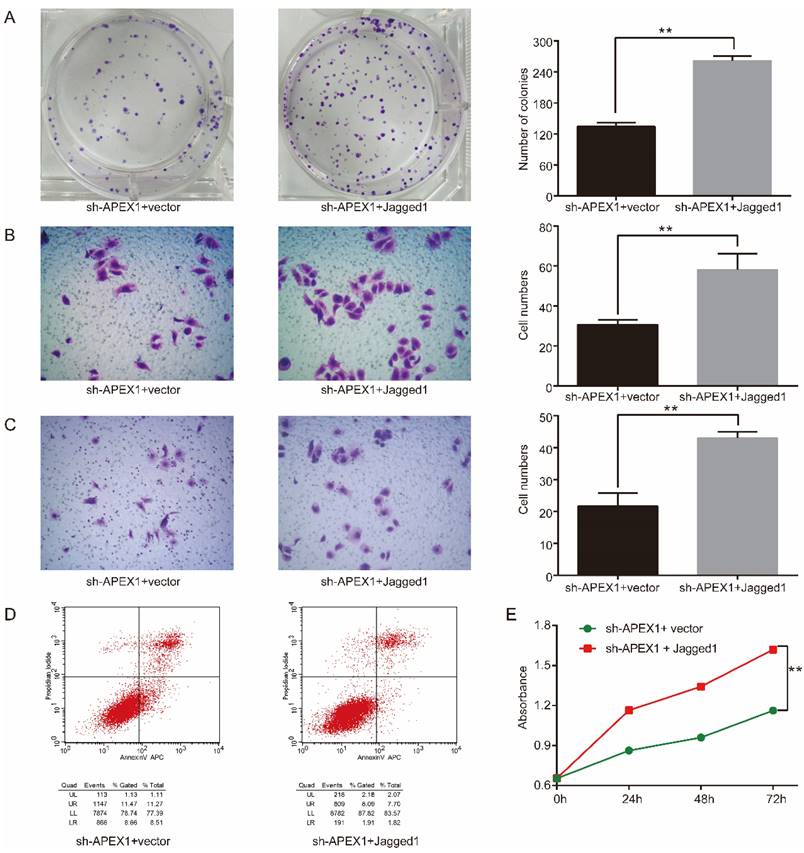 J Cancer Image