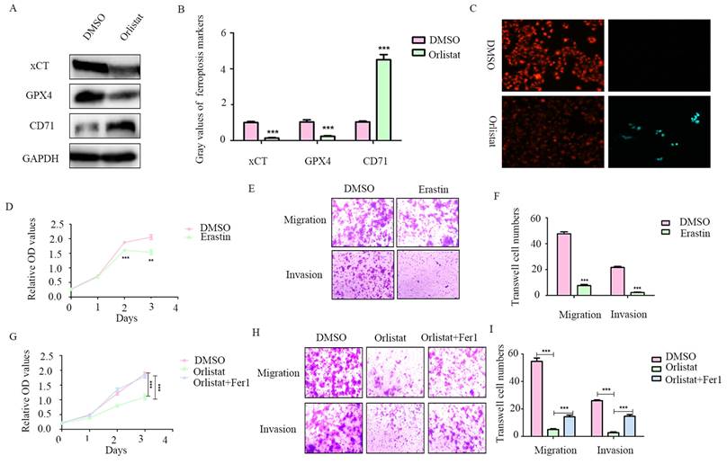 J Cancer Image