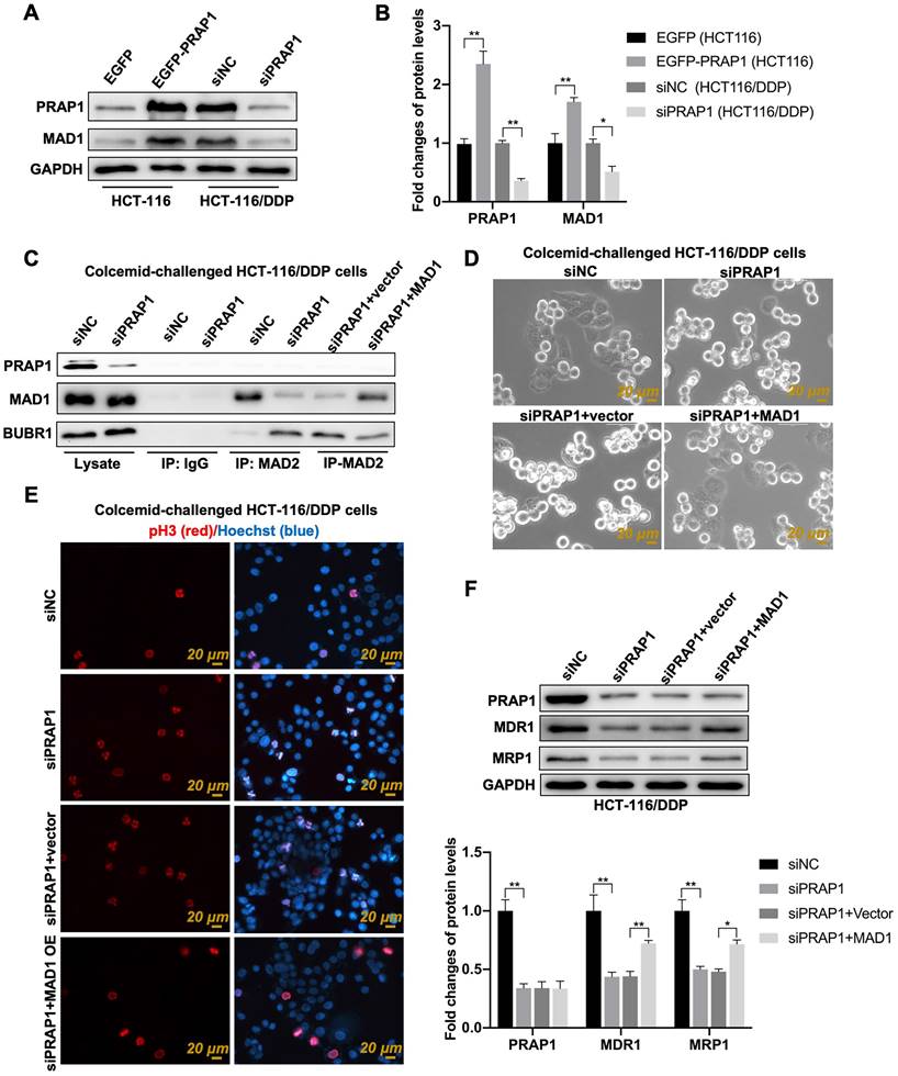 J Cancer Image