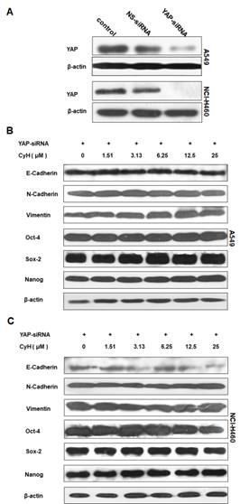 J Cancer Image