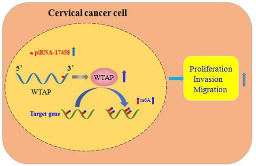 J Cancer Image