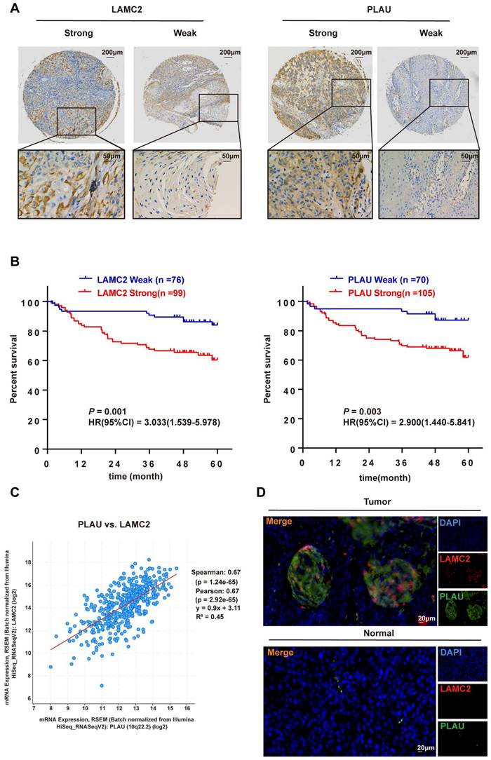 J Cancer Image