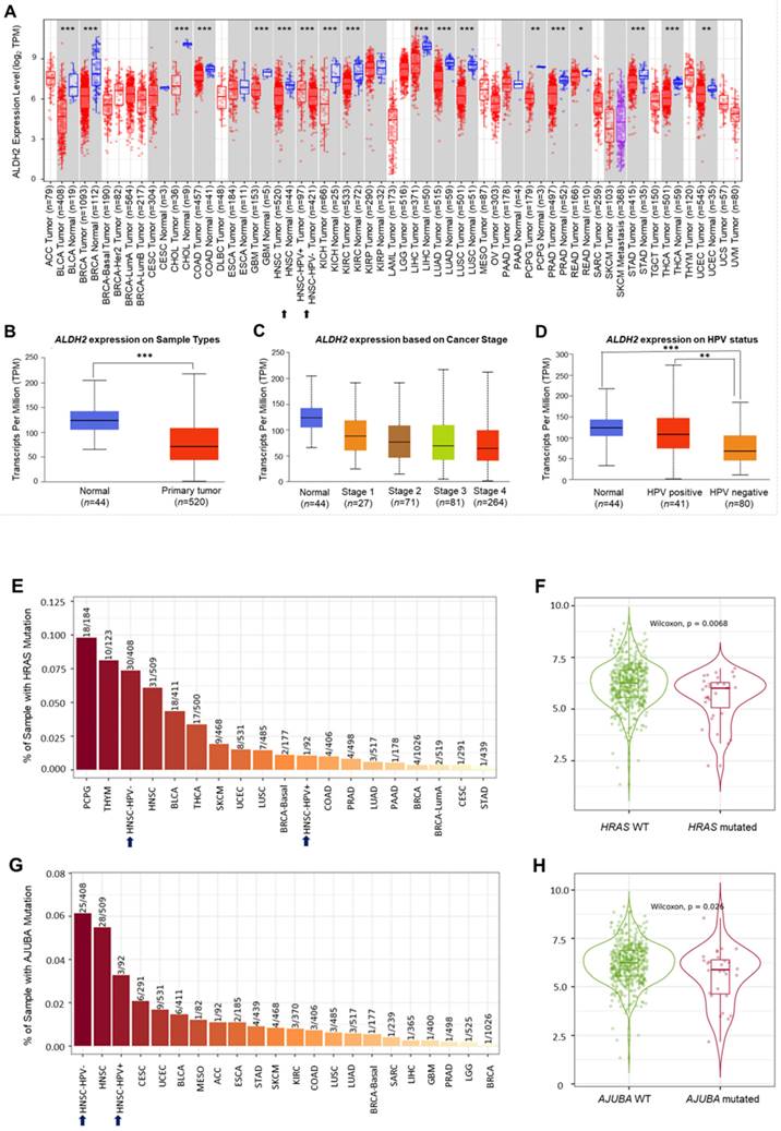 J Cancer Image