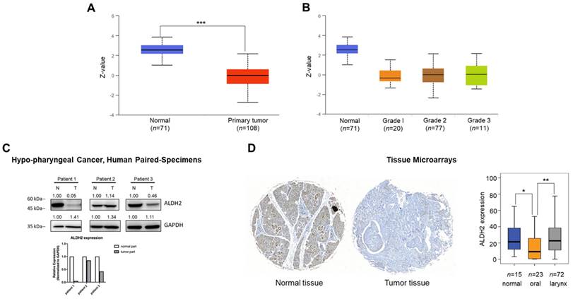 J Cancer Image