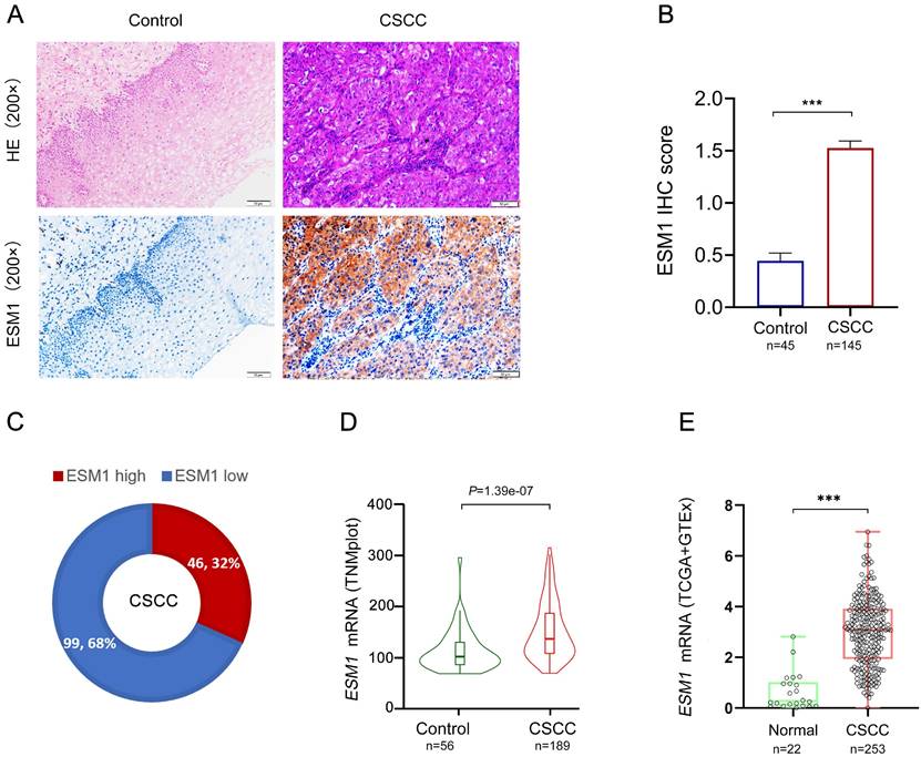 J Cancer Image