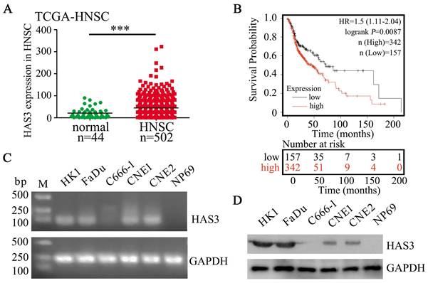 J Cancer Image