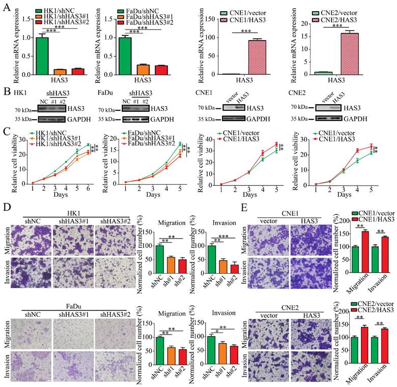 J Cancer Image