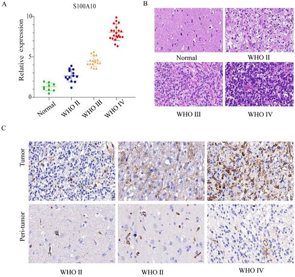 J Cancer Image