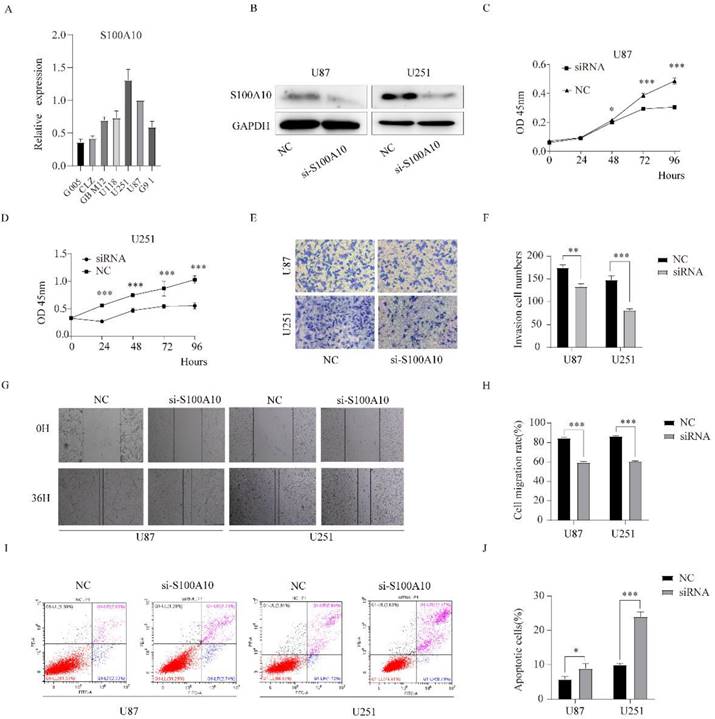 J Cancer Image