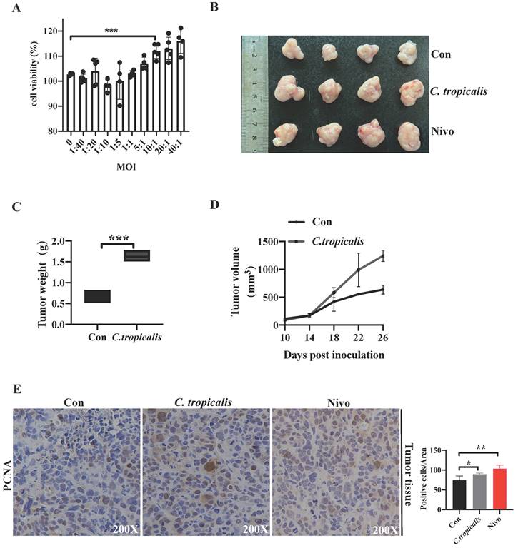 J Cancer Image