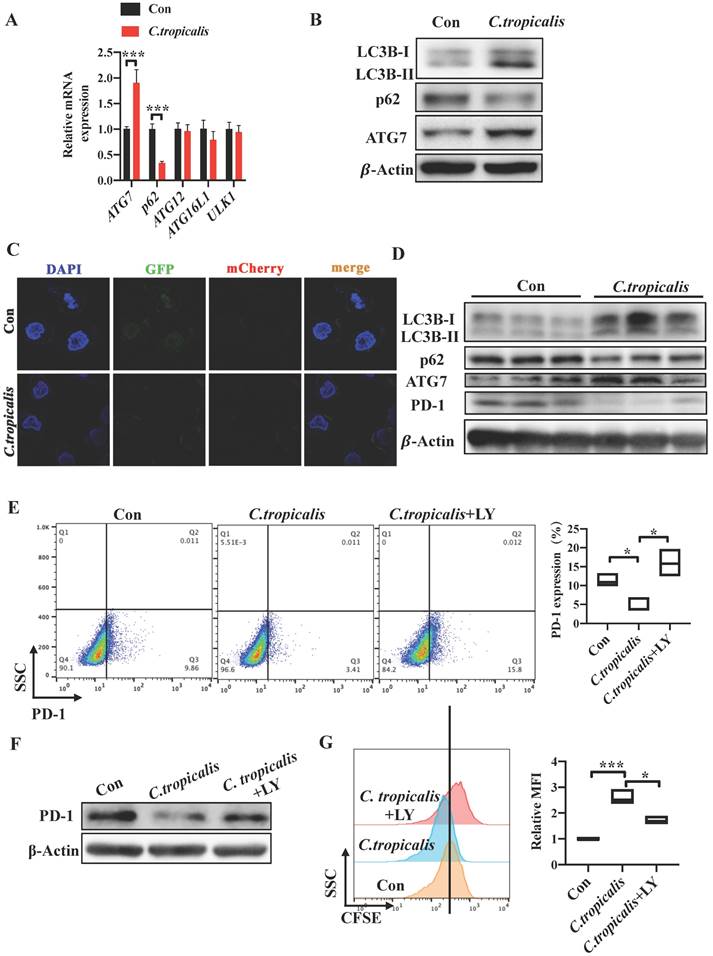 J Cancer Image