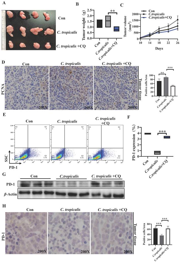 J Cancer Image