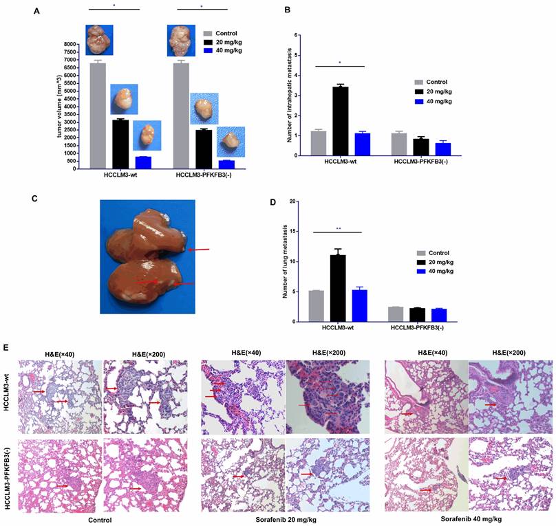 J Cancer Image