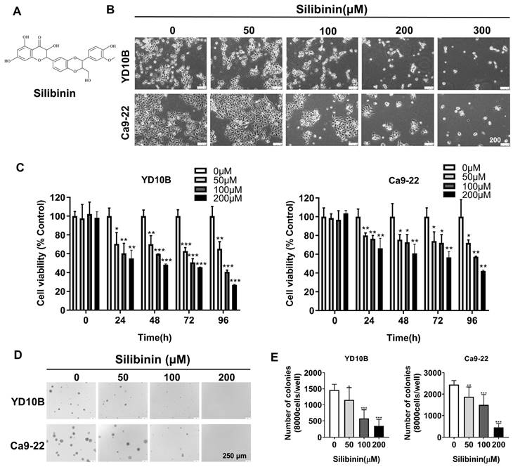 J Cancer Image