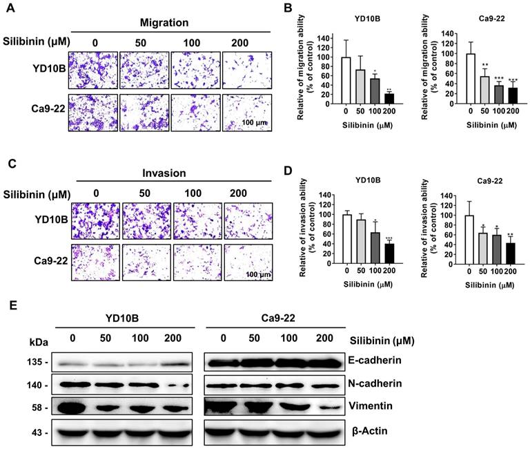 J Cancer Image