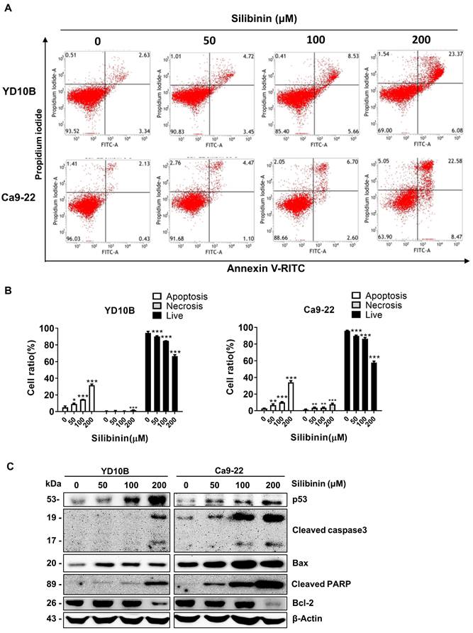 J Cancer Image