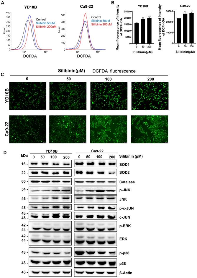 J Cancer Image