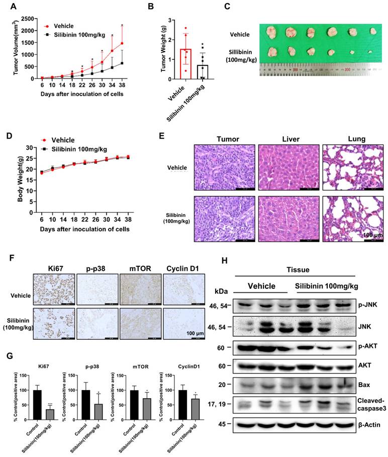 J Cancer Image