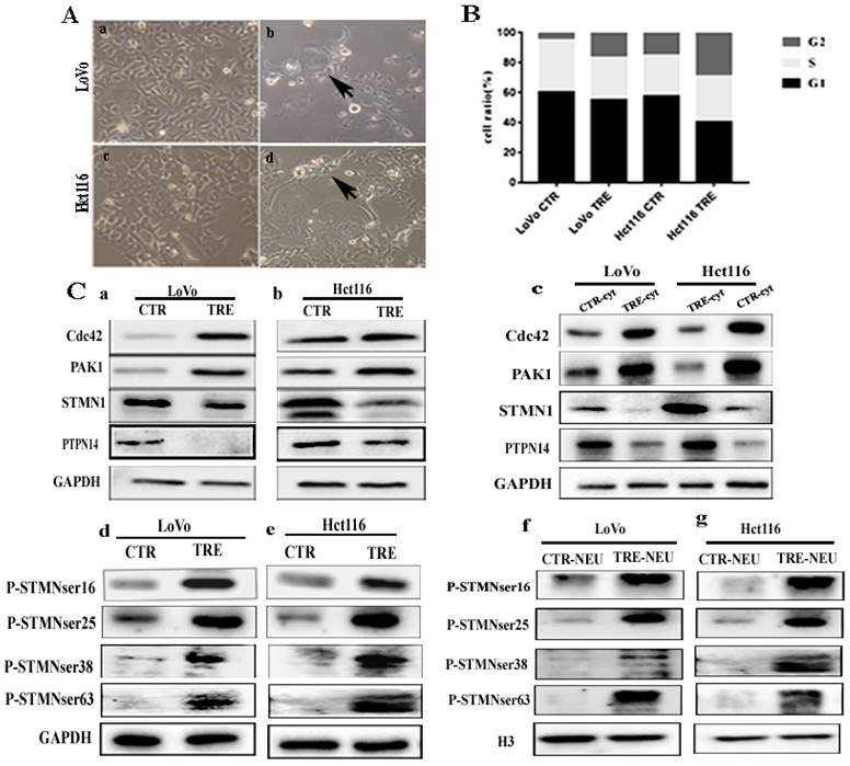 J Cancer Image