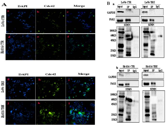 J Cancer Image