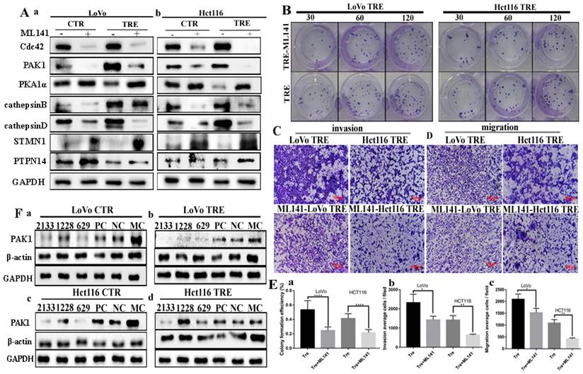 J Cancer Image