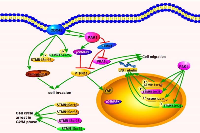 J Cancer Image