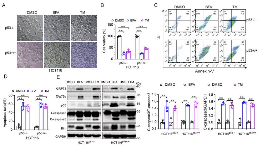 J Cancer Image