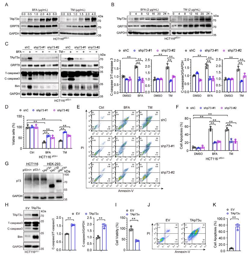 J Cancer Image