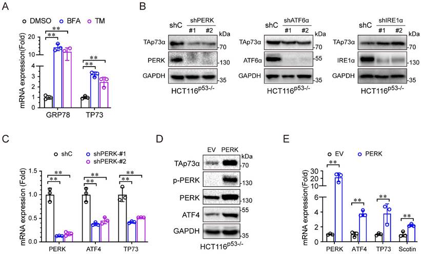 J Cancer Image