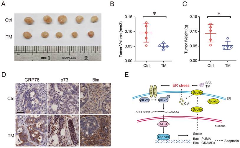 J Cancer Image