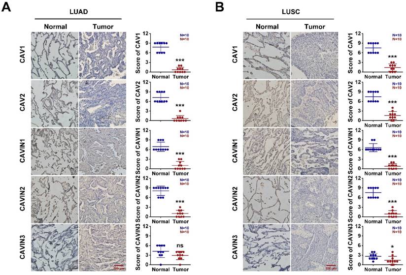 J Cancer Image