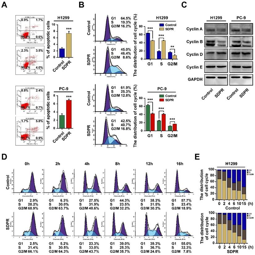 J Cancer Image