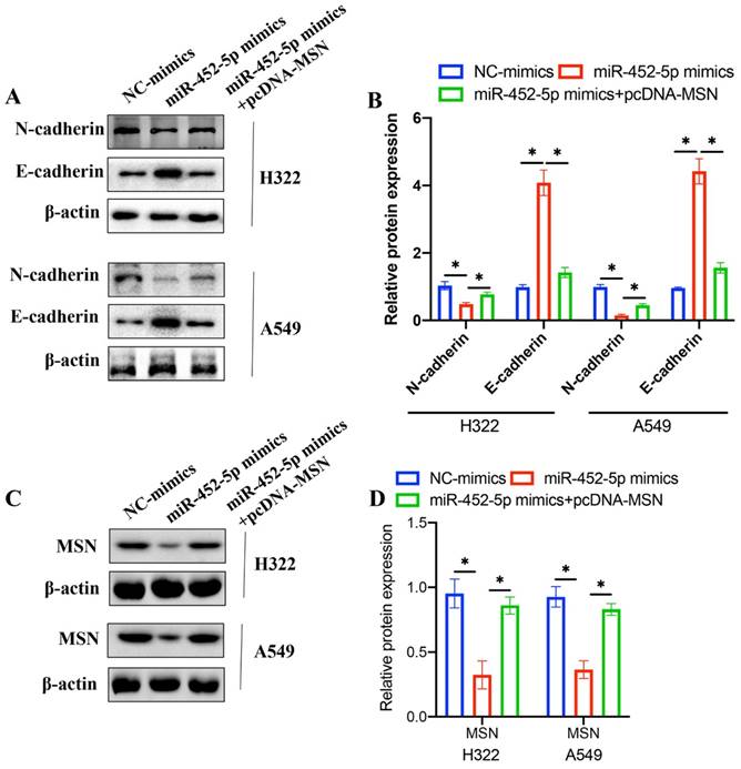 J Cancer Image