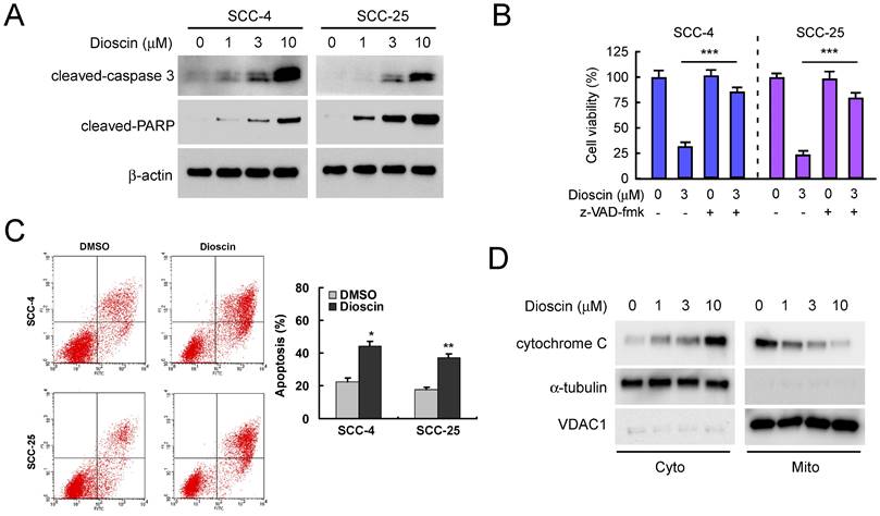 J Cancer Image