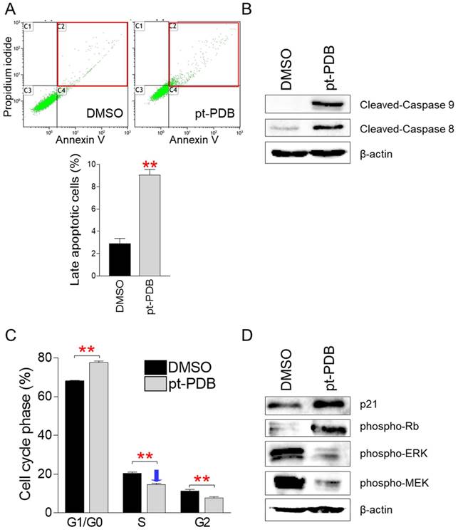 J Cancer Image