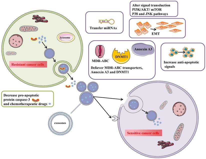 J Cancer Image