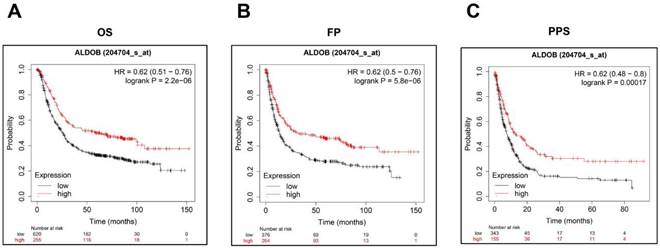 J Cancer Image