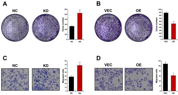 J Cancer Image