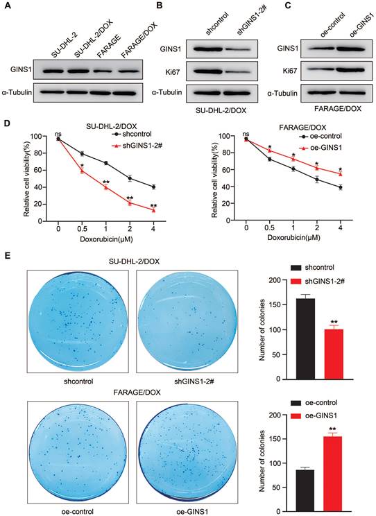 J Cancer Image