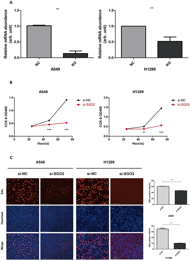 J Cancer Image