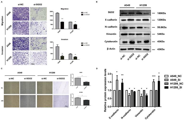 J Cancer Image