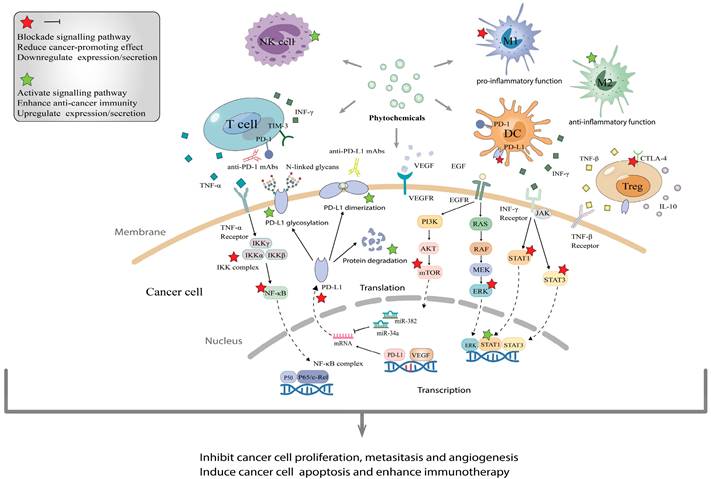 J Cancer Image