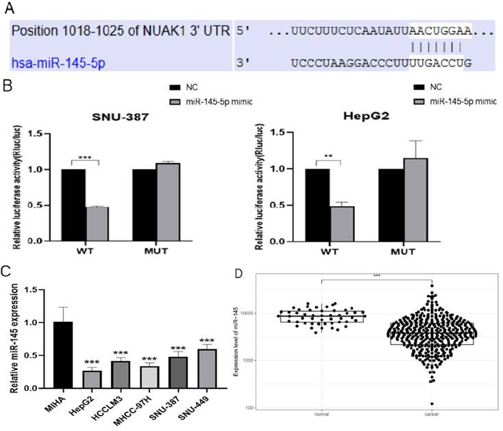 J Cancer Image